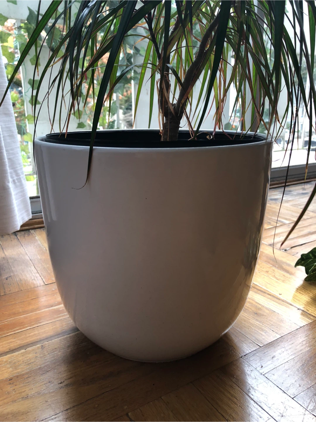 Dracaena Plant in Ceramic White Pot - photo 4