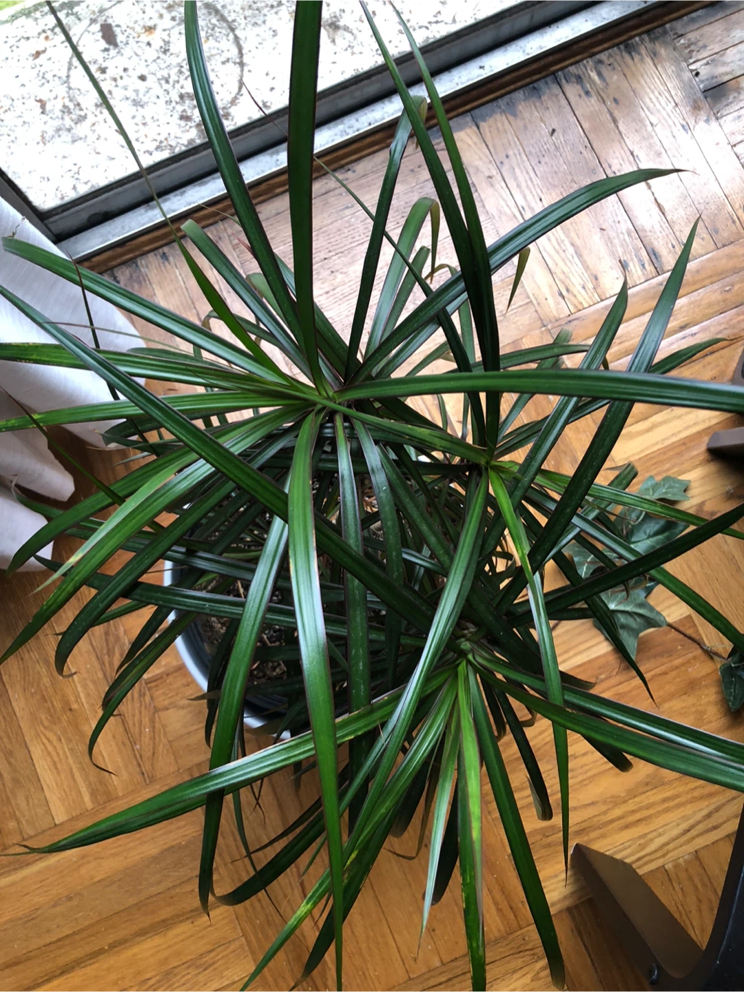 Dracaena Plant in Ceramic White Pot - photo 3