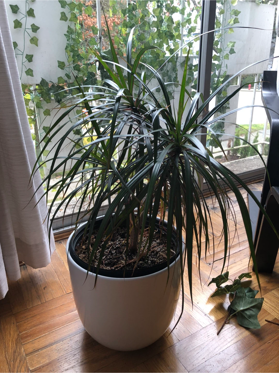 Dracaena Plant in Ceramic White Pot