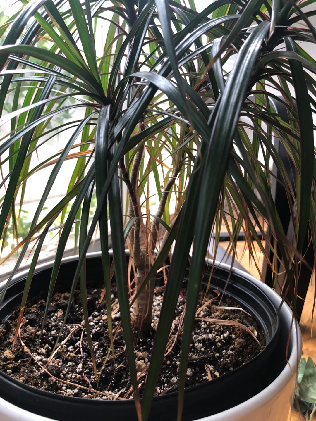 Dracaena Plant in Ceramic White Pot - photo 2
