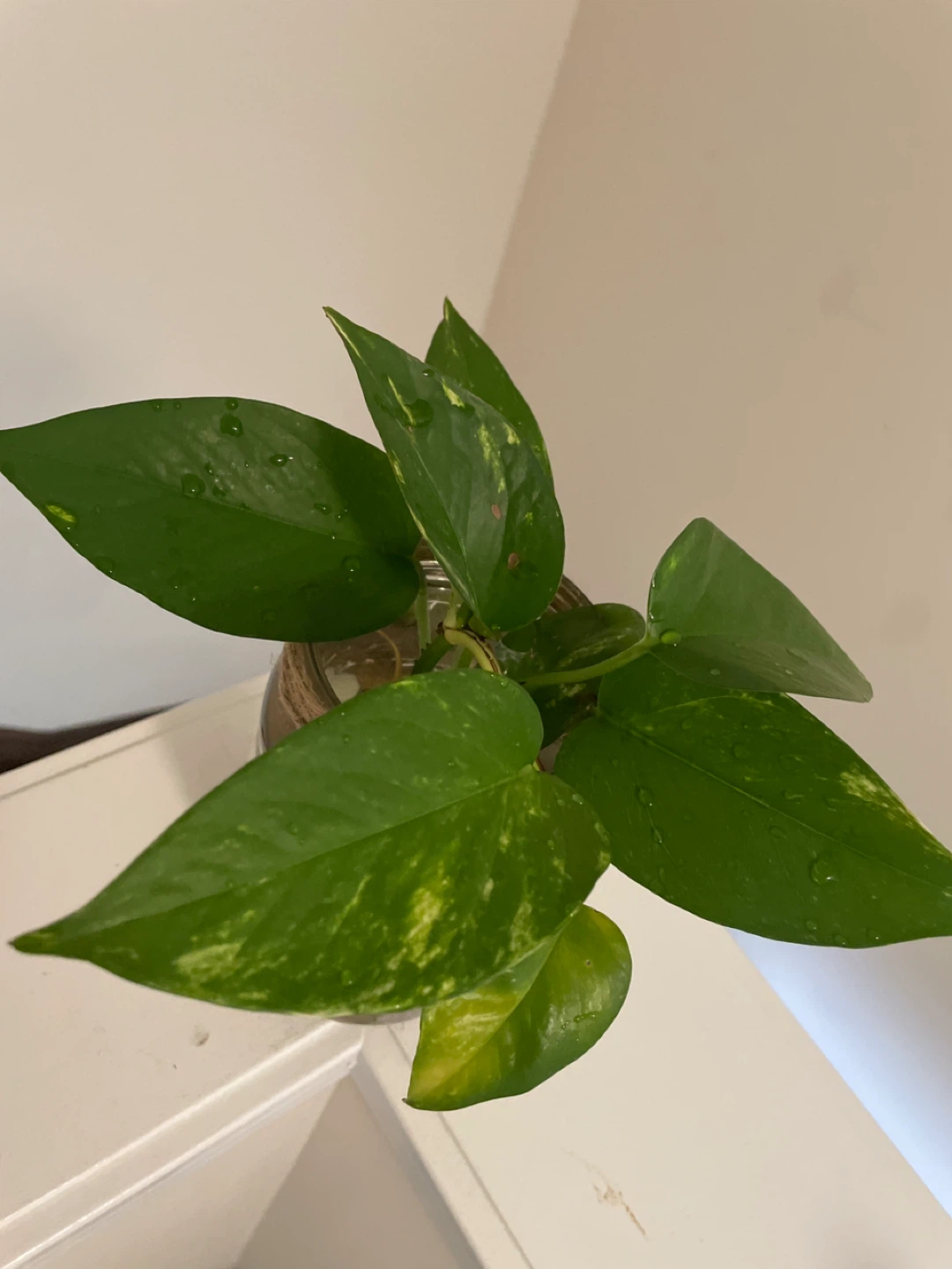 Pothos Plant Cutting in Decorative Jar - photo 2