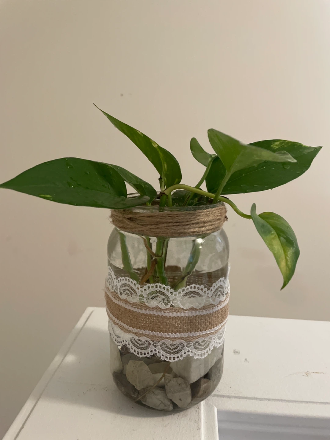 Pothos Plant Cutting in Decorative Jar