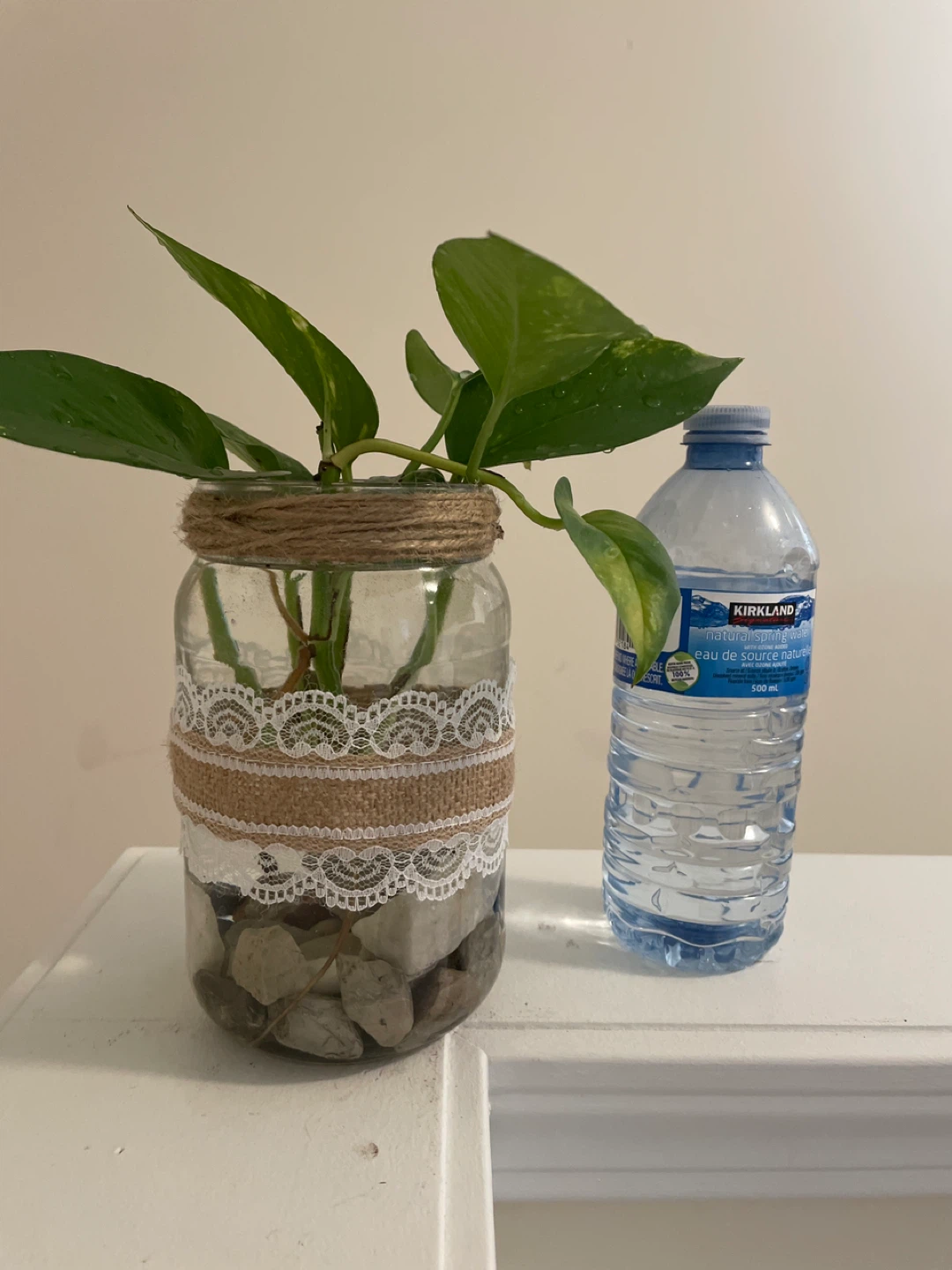 Pothos Plant Cutting in Decorative Jar - photo 3