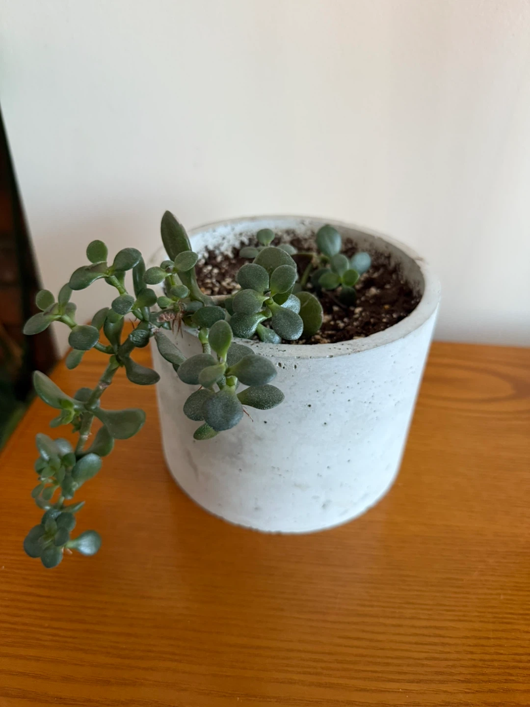 Jade Plant in handmade Concrete Pot - photo 2