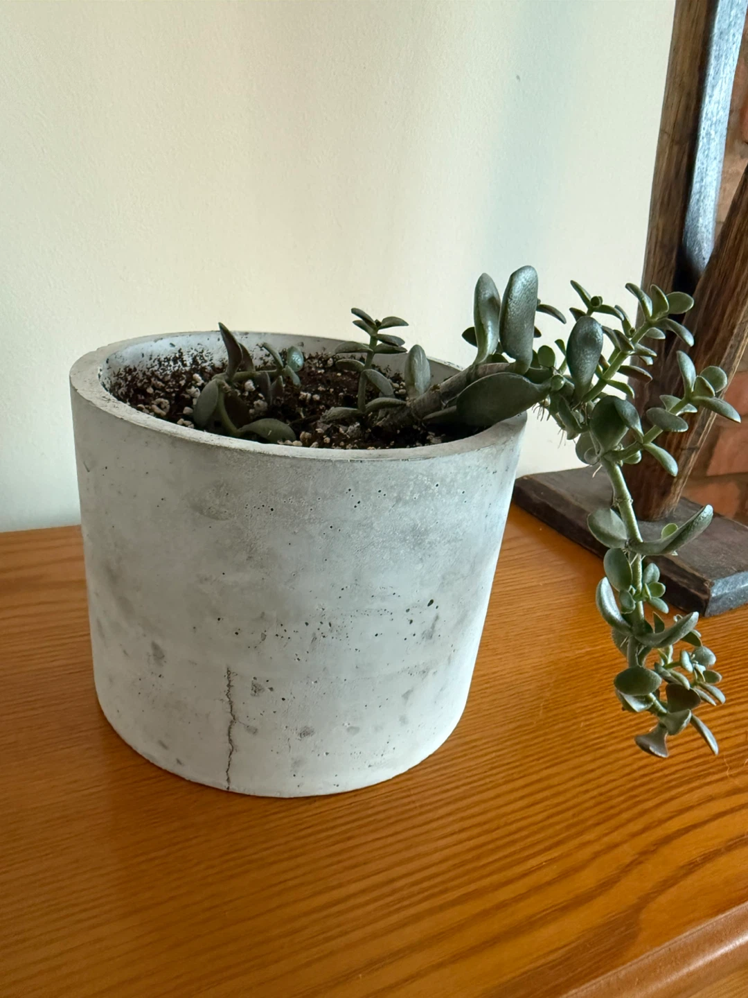 Jade Plant in handmade Concrete Pot