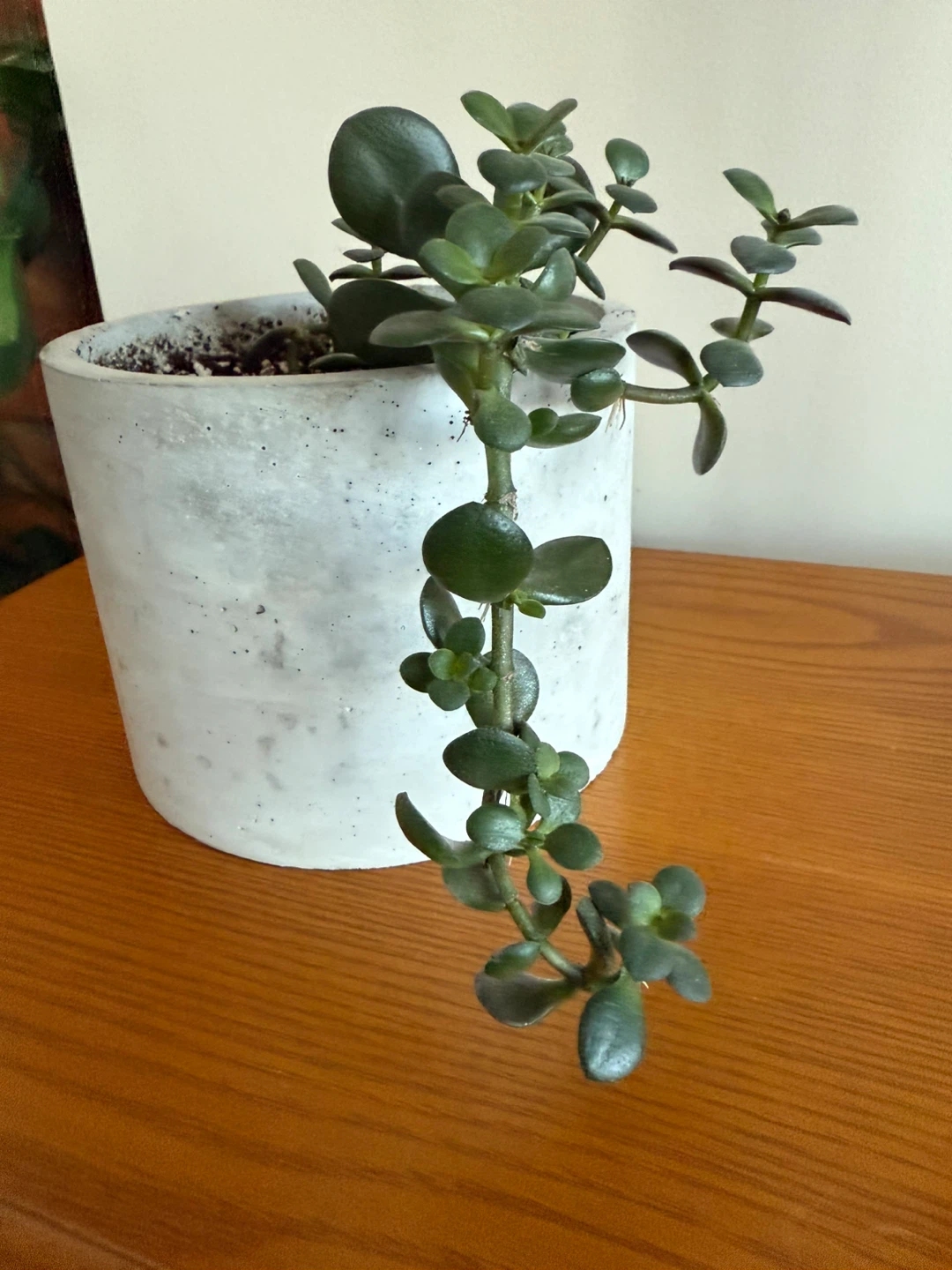 Jade Plant in handmade Concrete Pot - photo 3