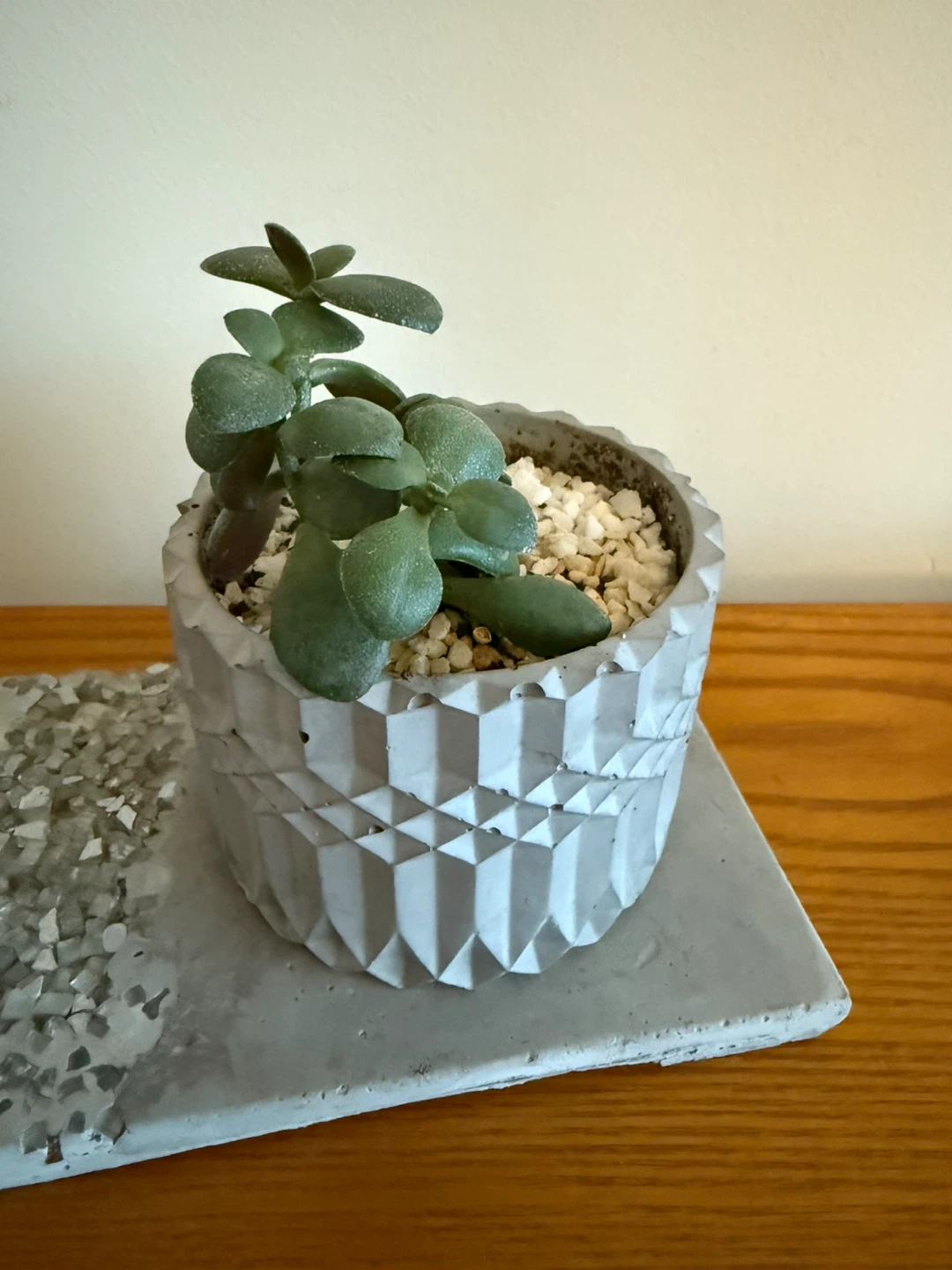 Concrete Planter with Succulent - photo 2