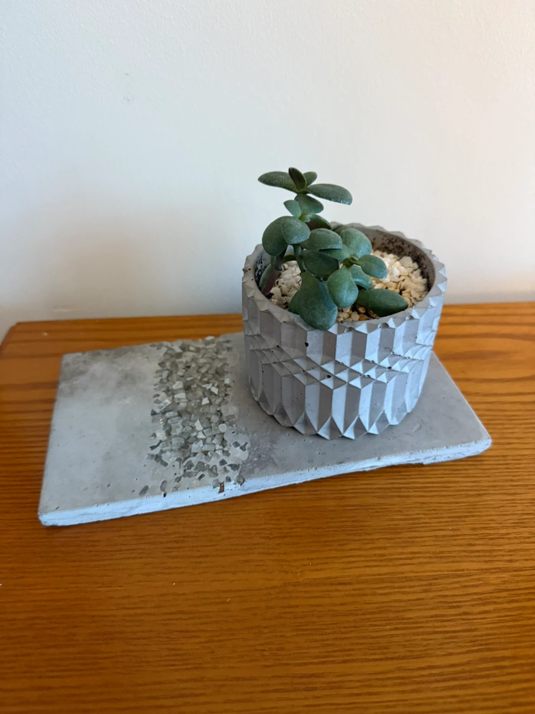 Concrete Planter with Succulent