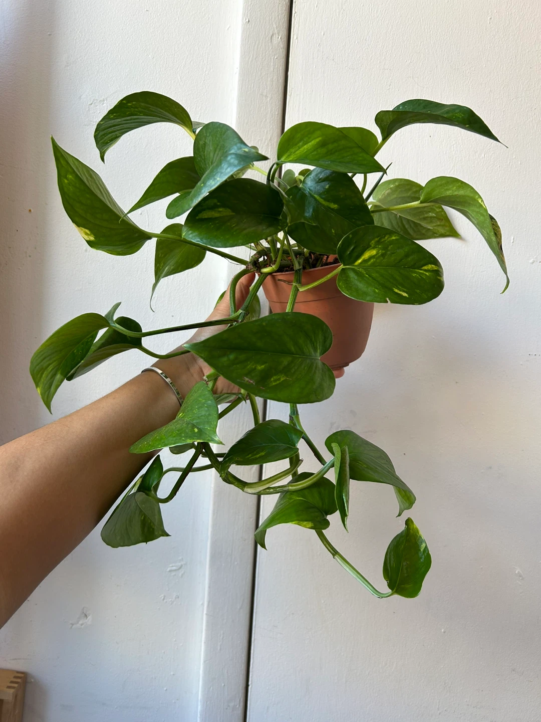 Golden pothos