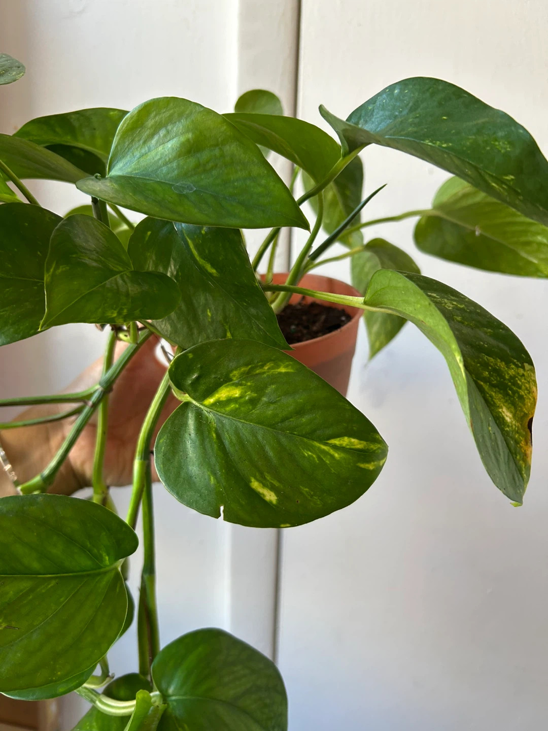 Golden pothos - photo 3