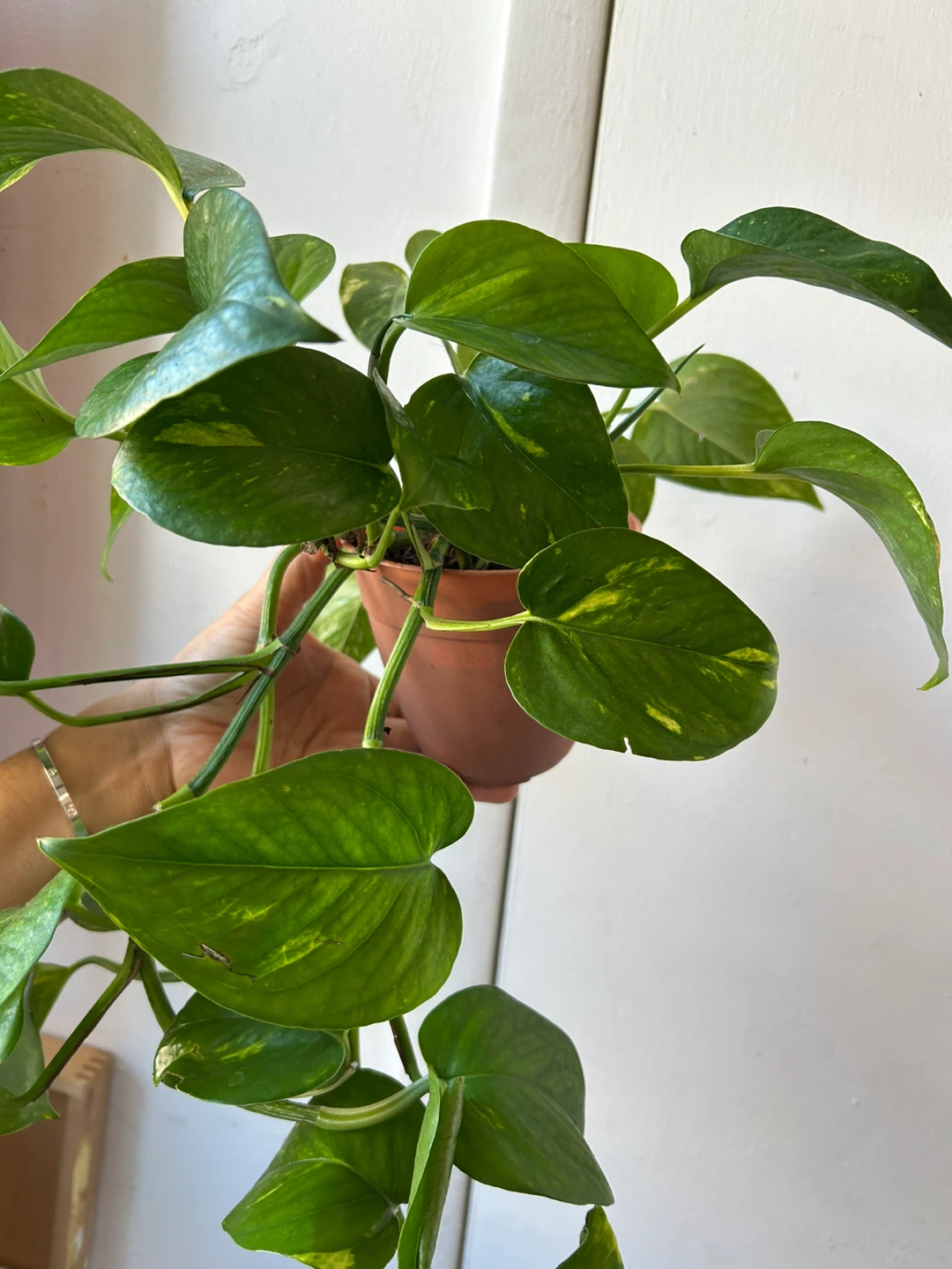 Golden pothos - photo 4