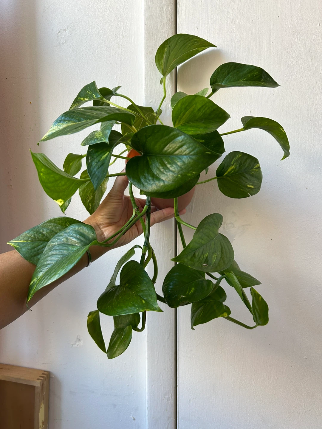 Golden pothos - photo 2