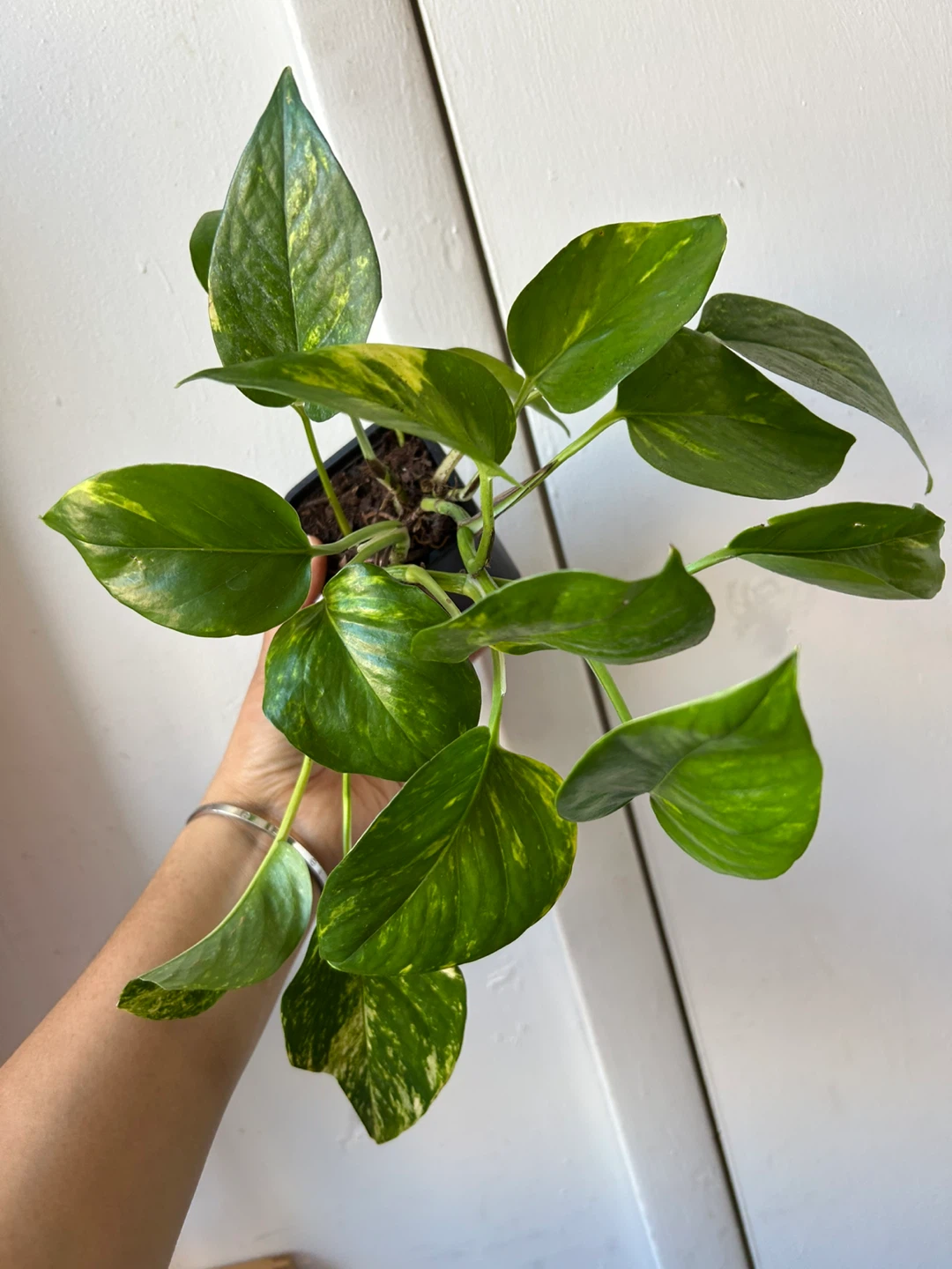Golden pothos