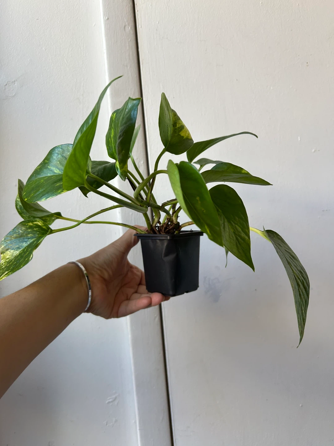 Golden pothos - photo 4