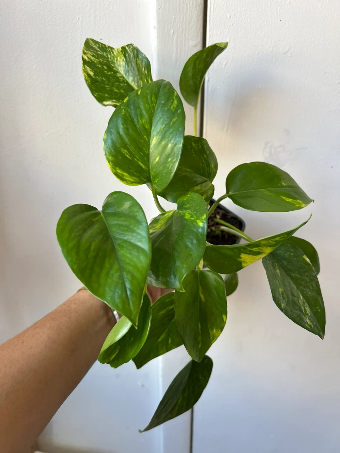 Golden pothos - photo 2