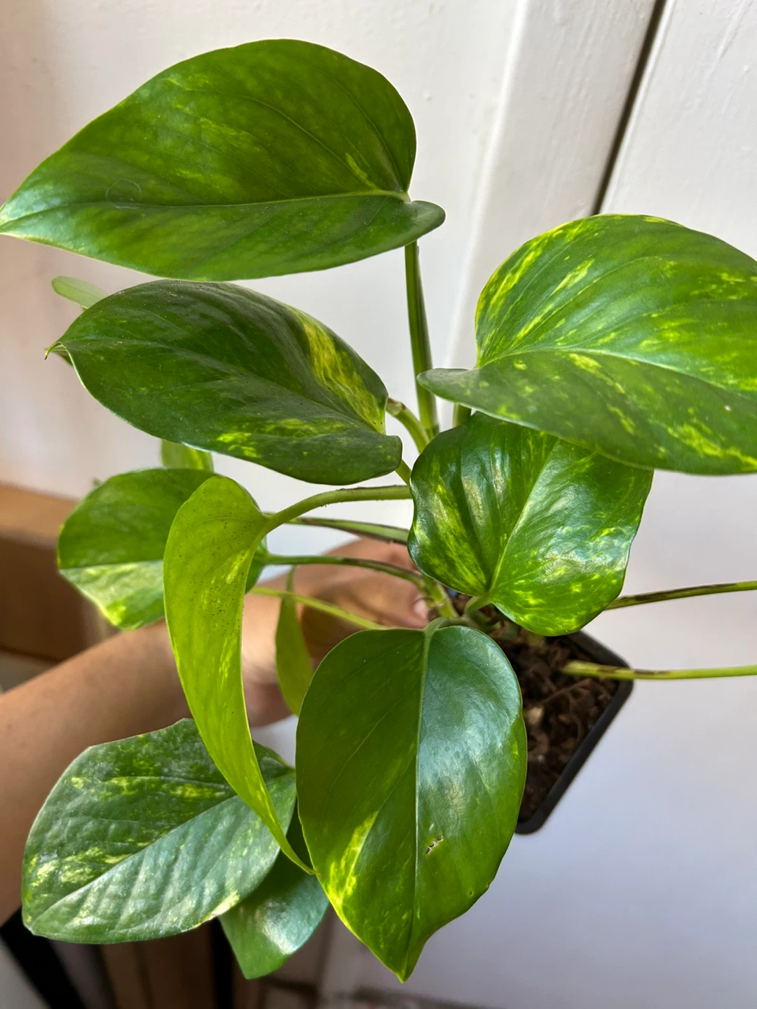 Golden pothos - photo 3