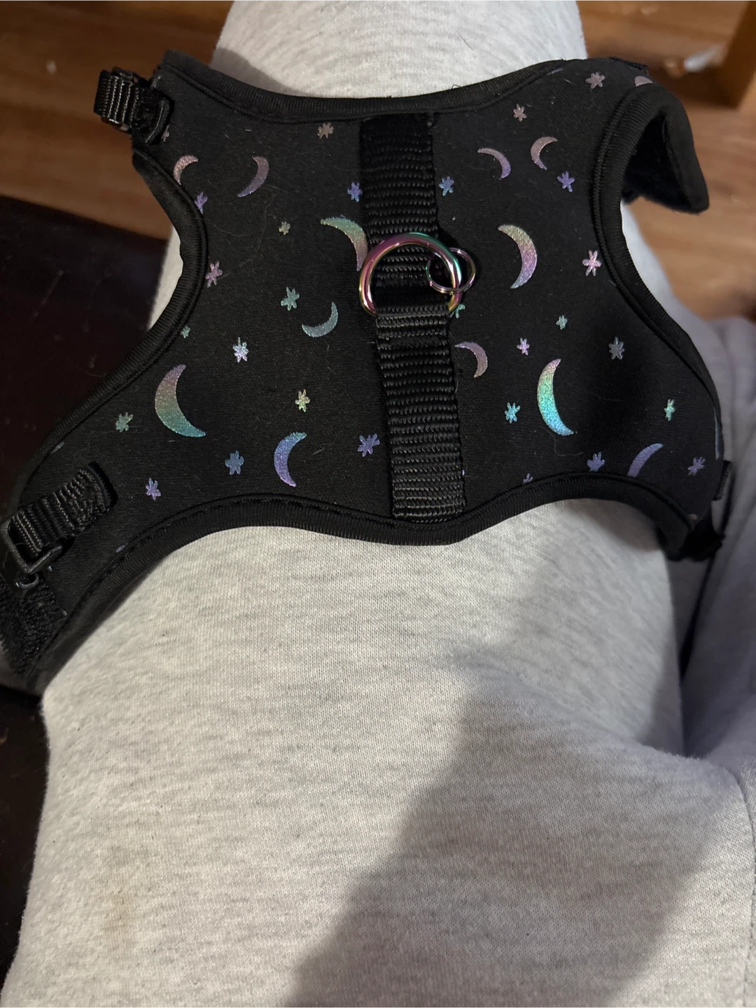 Kitten harness (and leash)