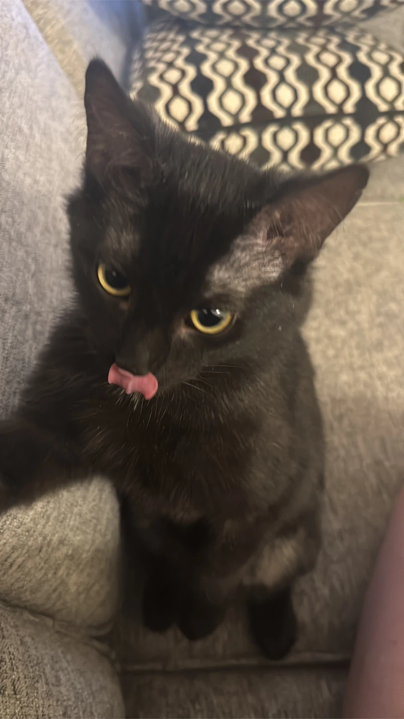 Black Kitten - photo 2