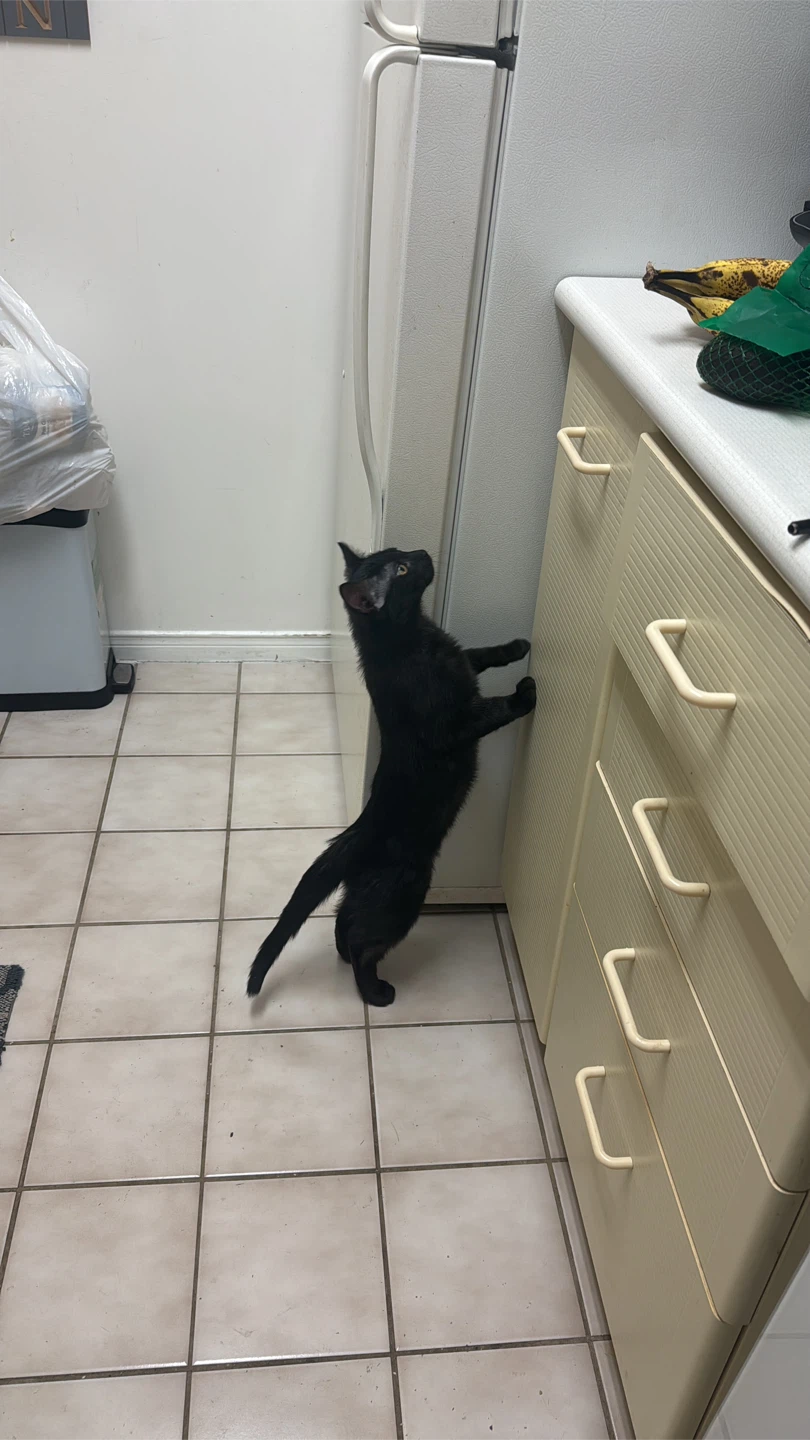Black Kitten - photo 3