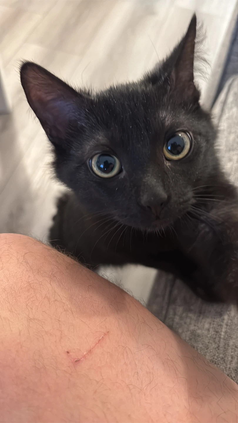 Black Kitten