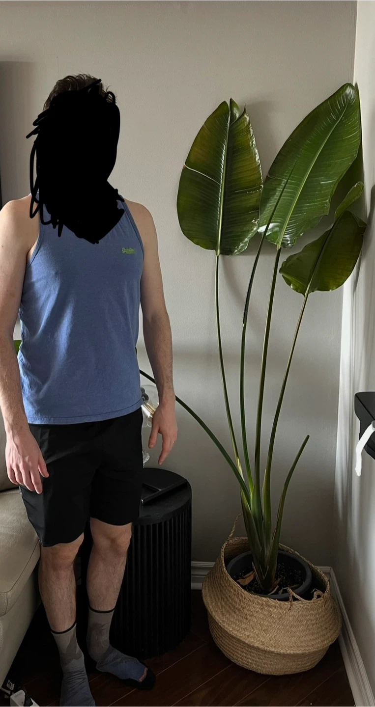 Large Bird of Paradise Plant - photo 2