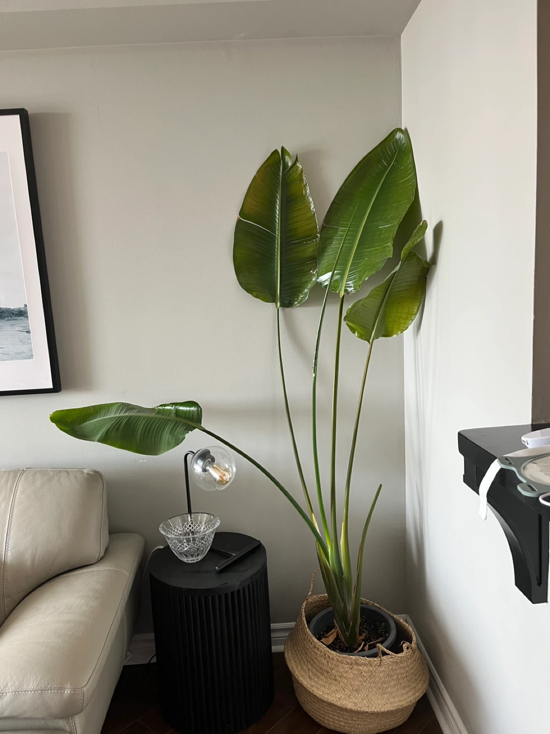 Large Bird of Paradise Plant