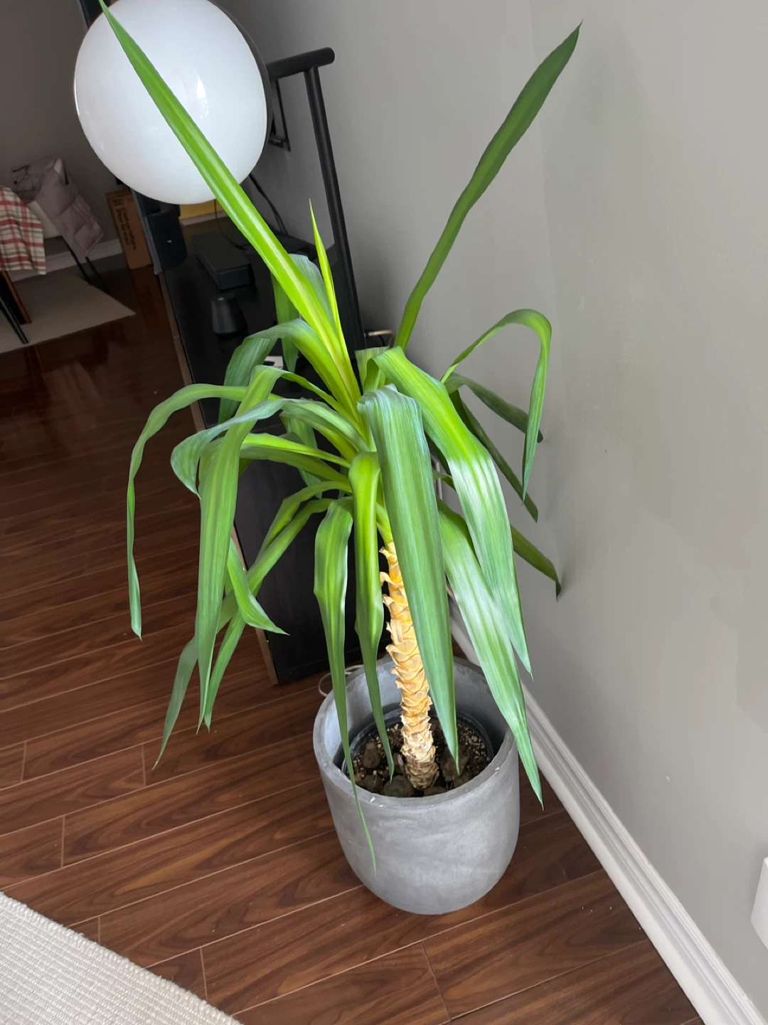 Palm Plant