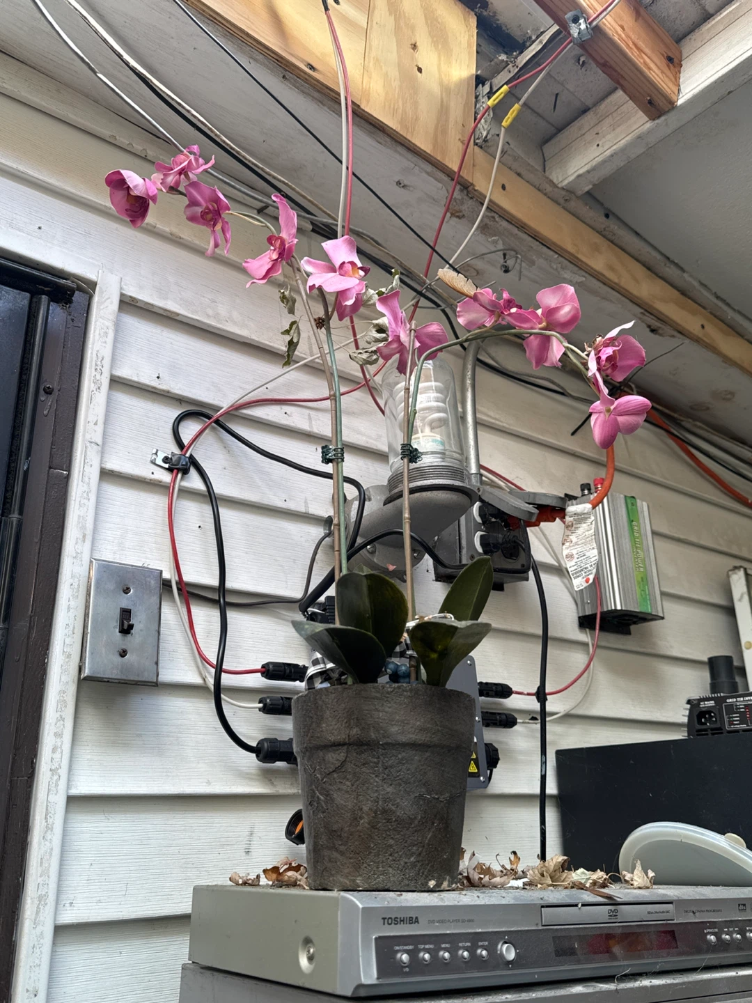 Pink Phalaenopsis Orchid fake Plant in Pot