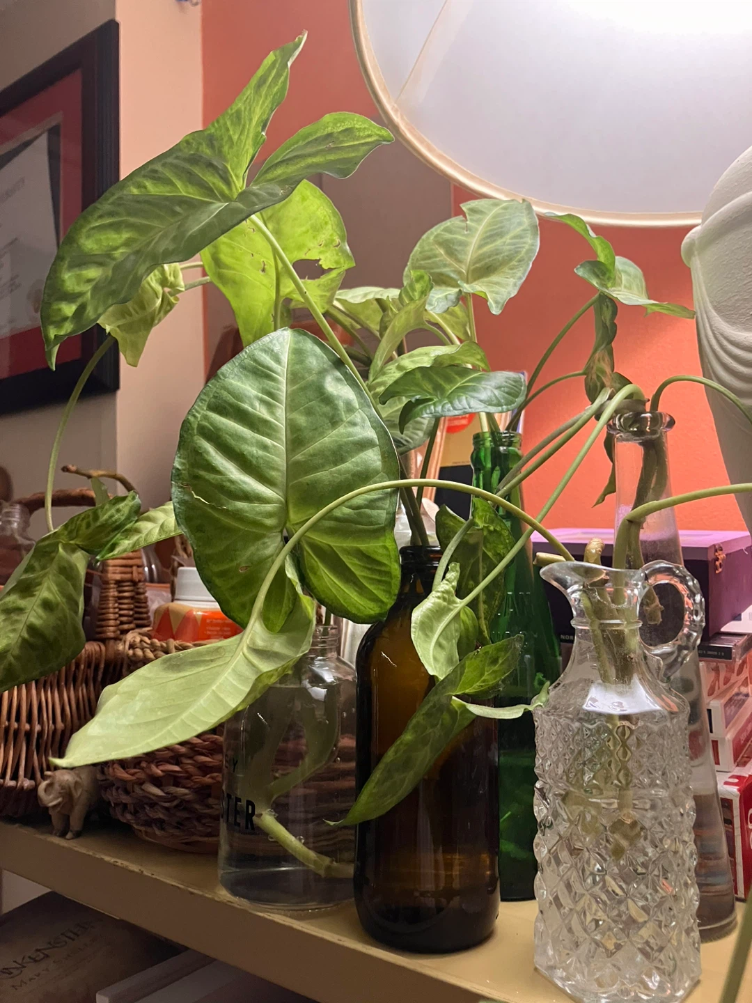 Syngonium plant cuttings - photo 2