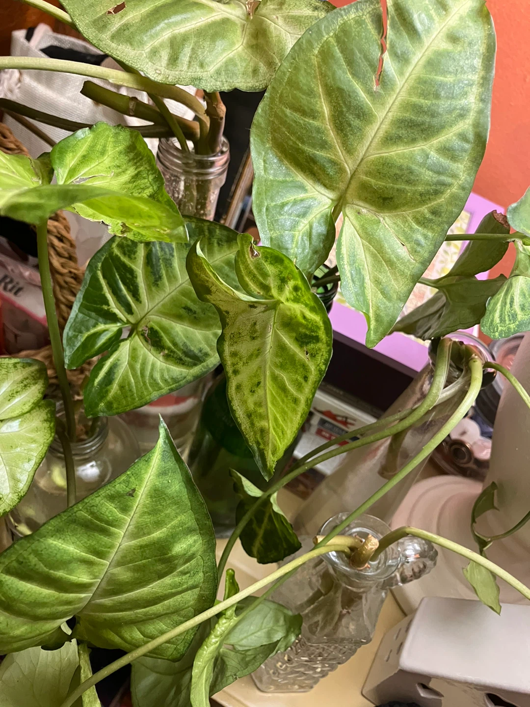 Syngonium plant cuttings