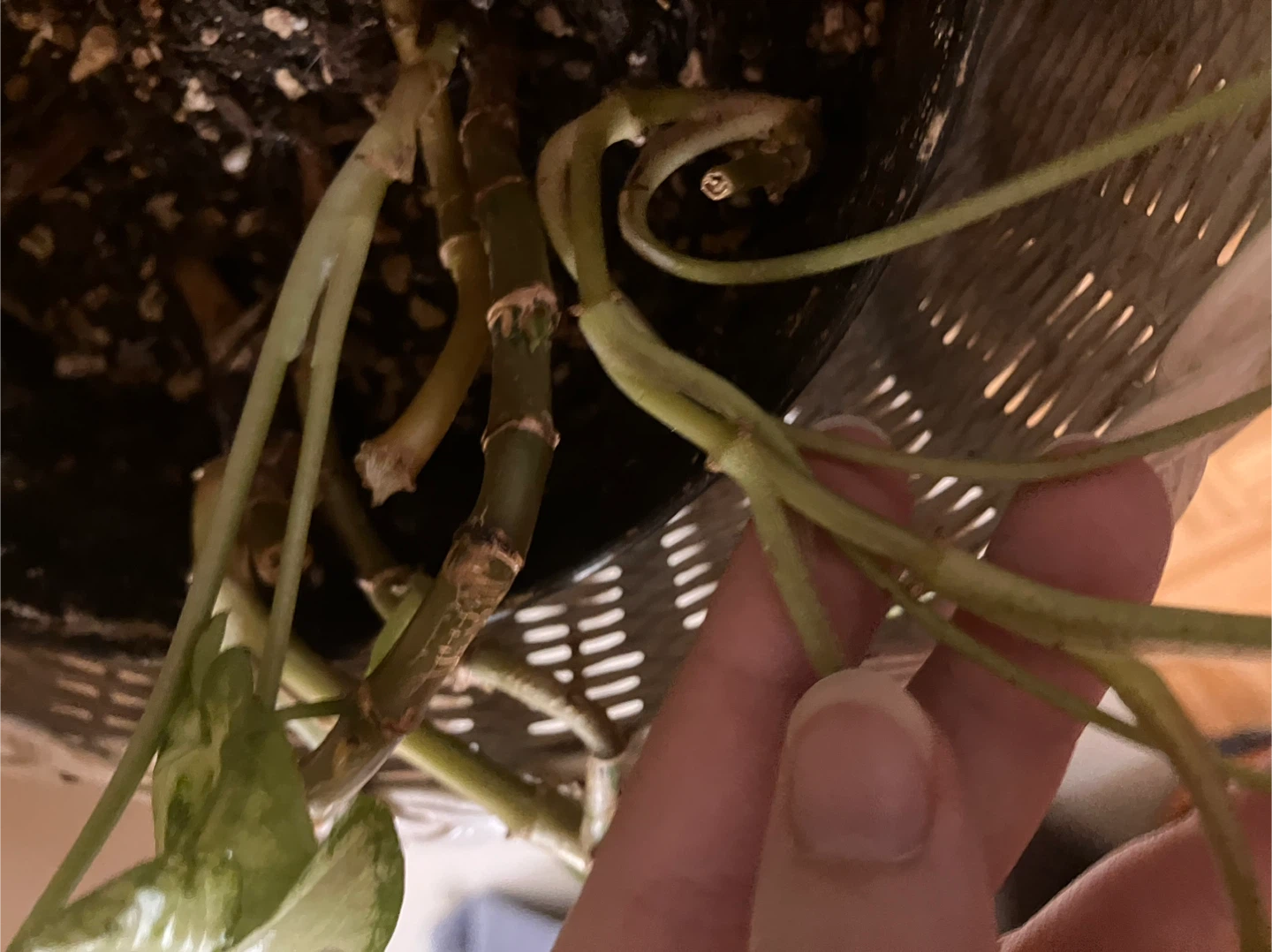 Syngonium plant cuttings - photo 3