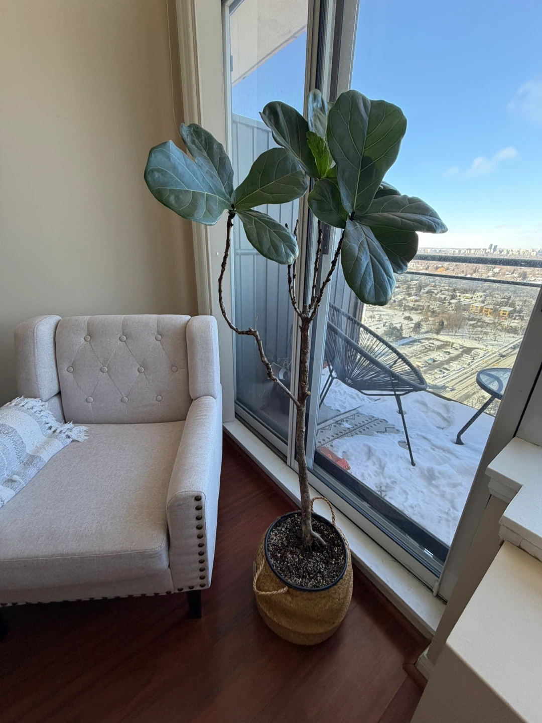 Fiddle Leaf Fig Plant in Woven Basket