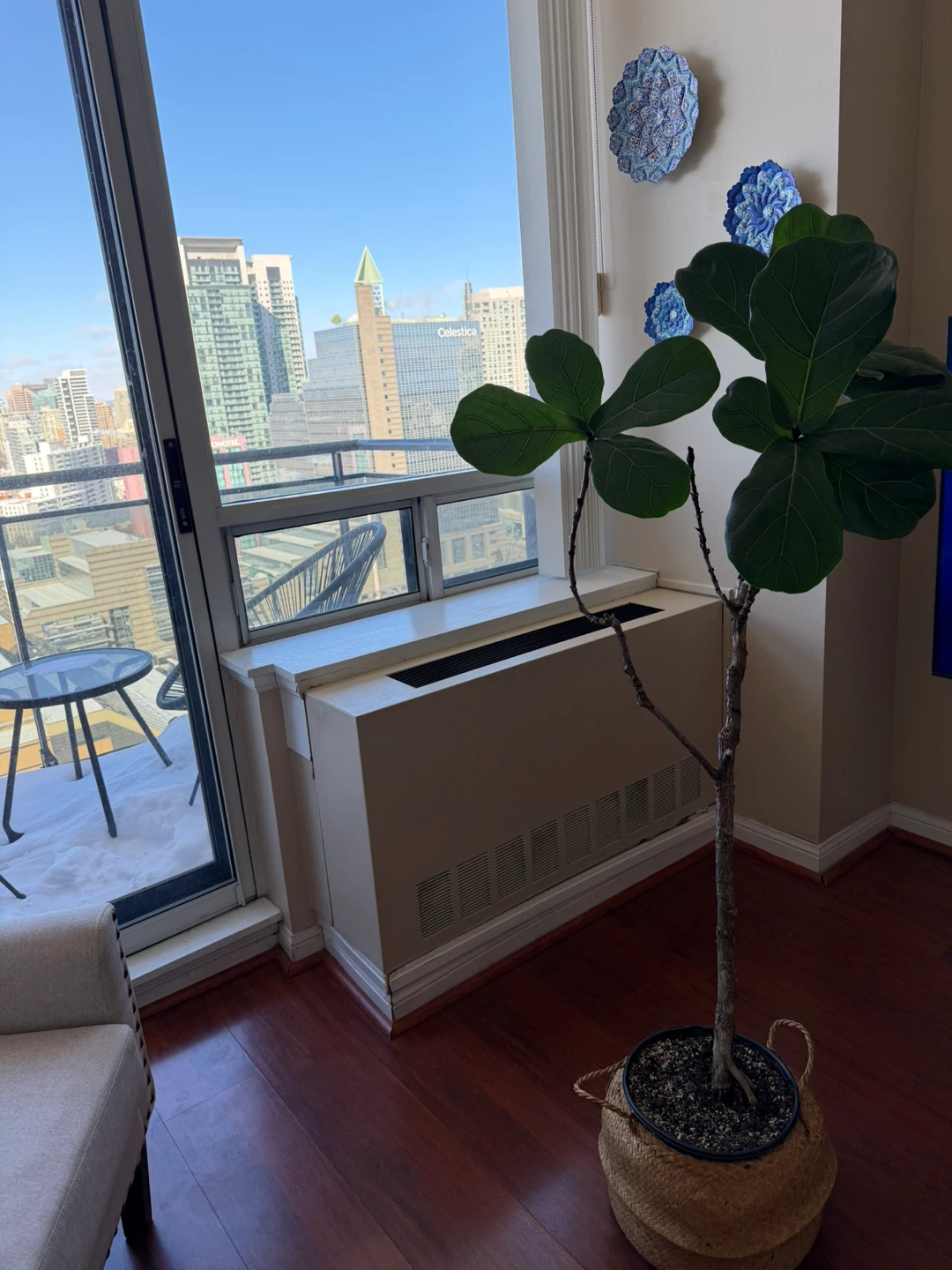 Fiddle Leaf Fig Plant in Woven Basket - photo 3