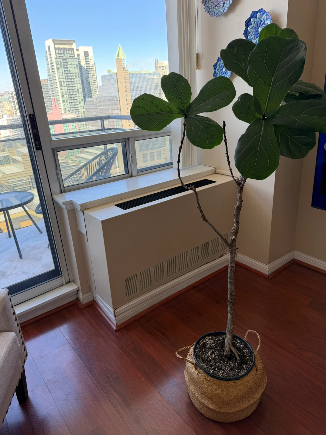 Fiddle Leaf Fig Plant in Woven Basket - photo 2