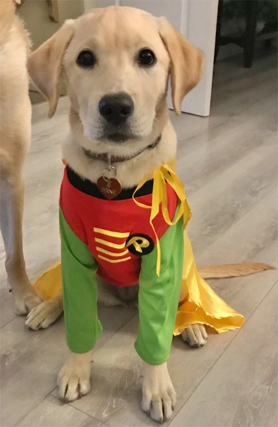 Rubies Robin Dog Costume Extra Large - photo 3