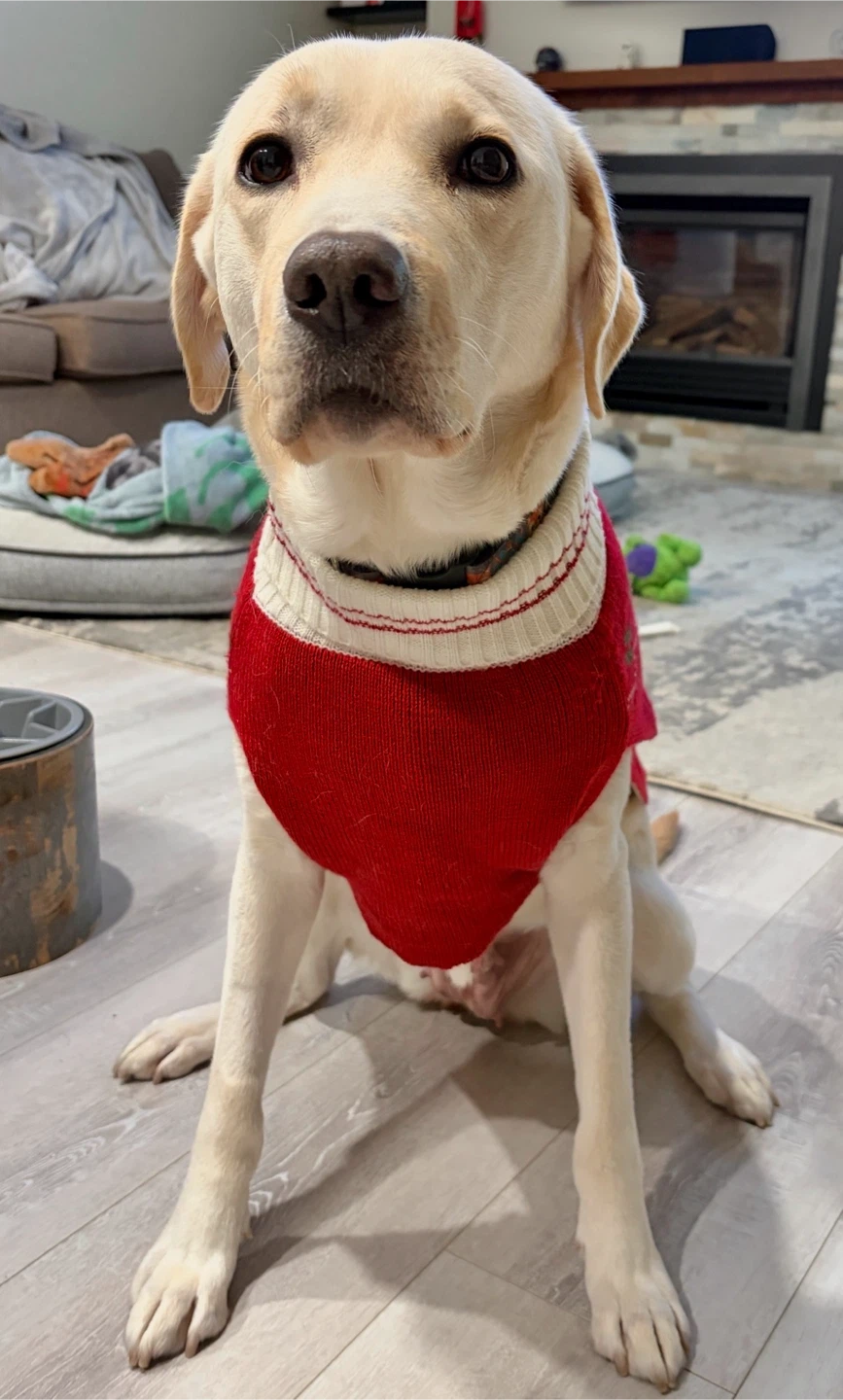 Red Reindeer Christmas Dog Sweater - photo 5