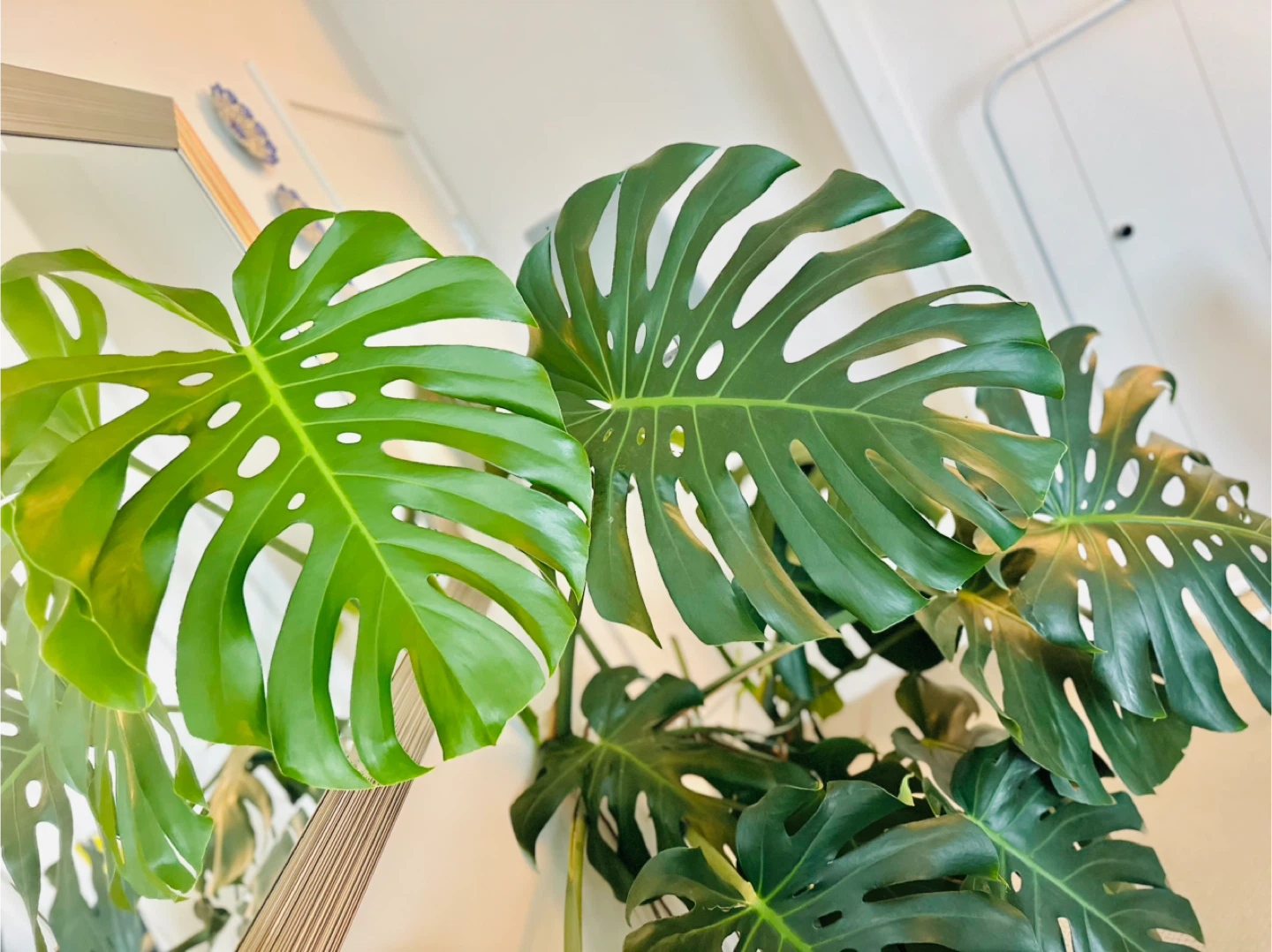 Large Monstera Plant - photo 3