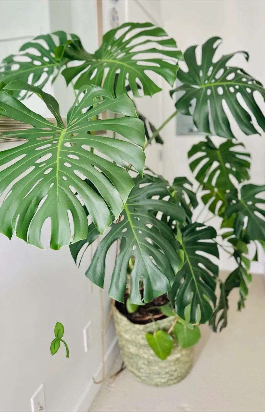 Large Monstera Plant - photo 2