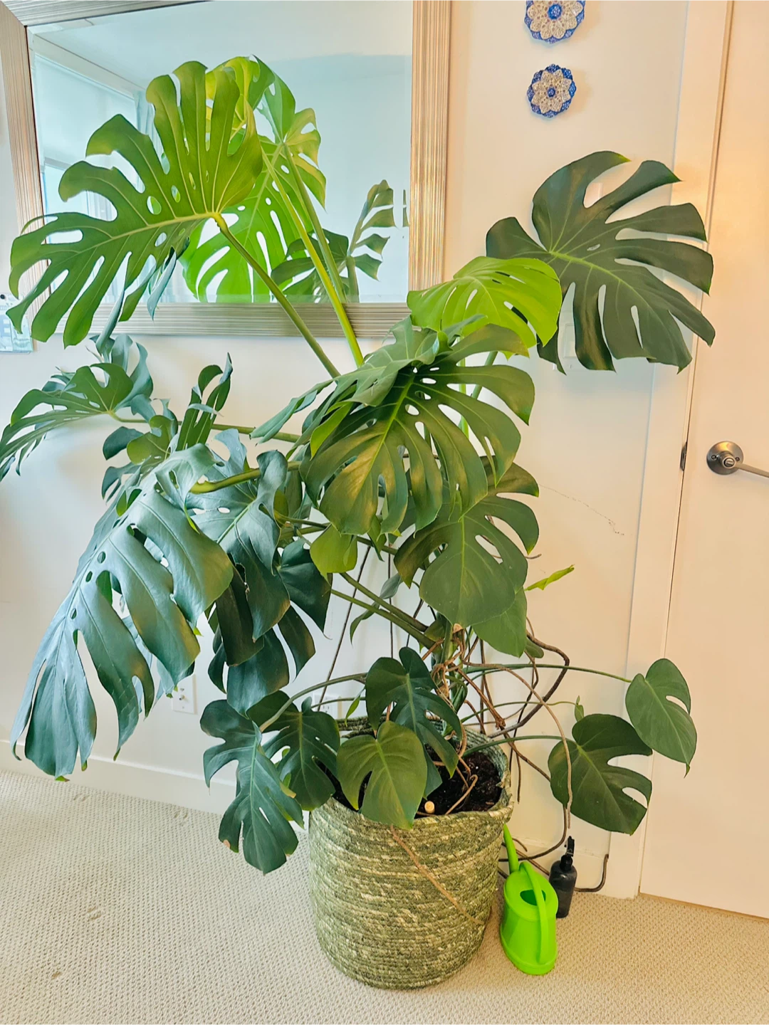 Large Monstera Plant
