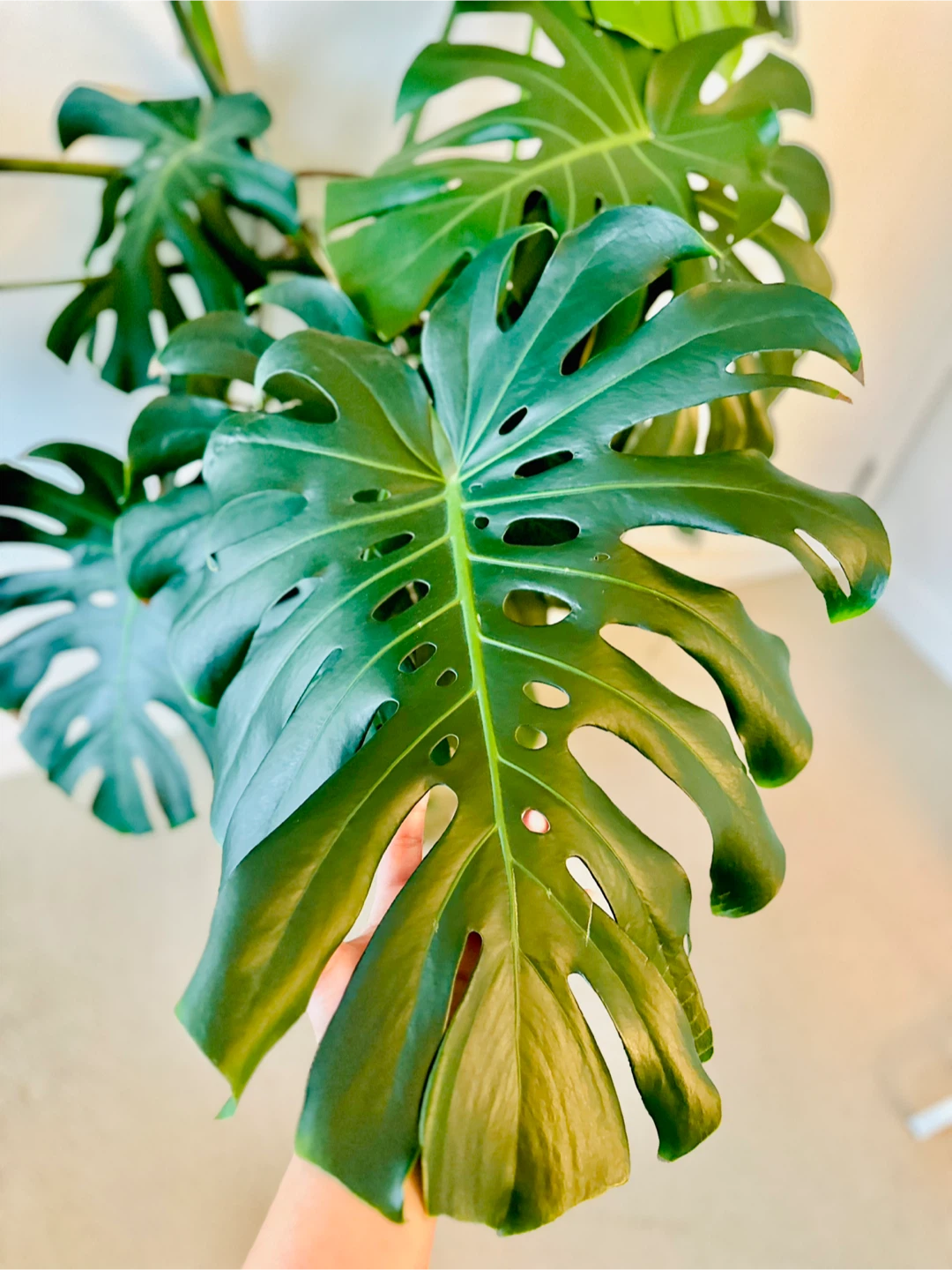 Large Monstera Plant - photo 5