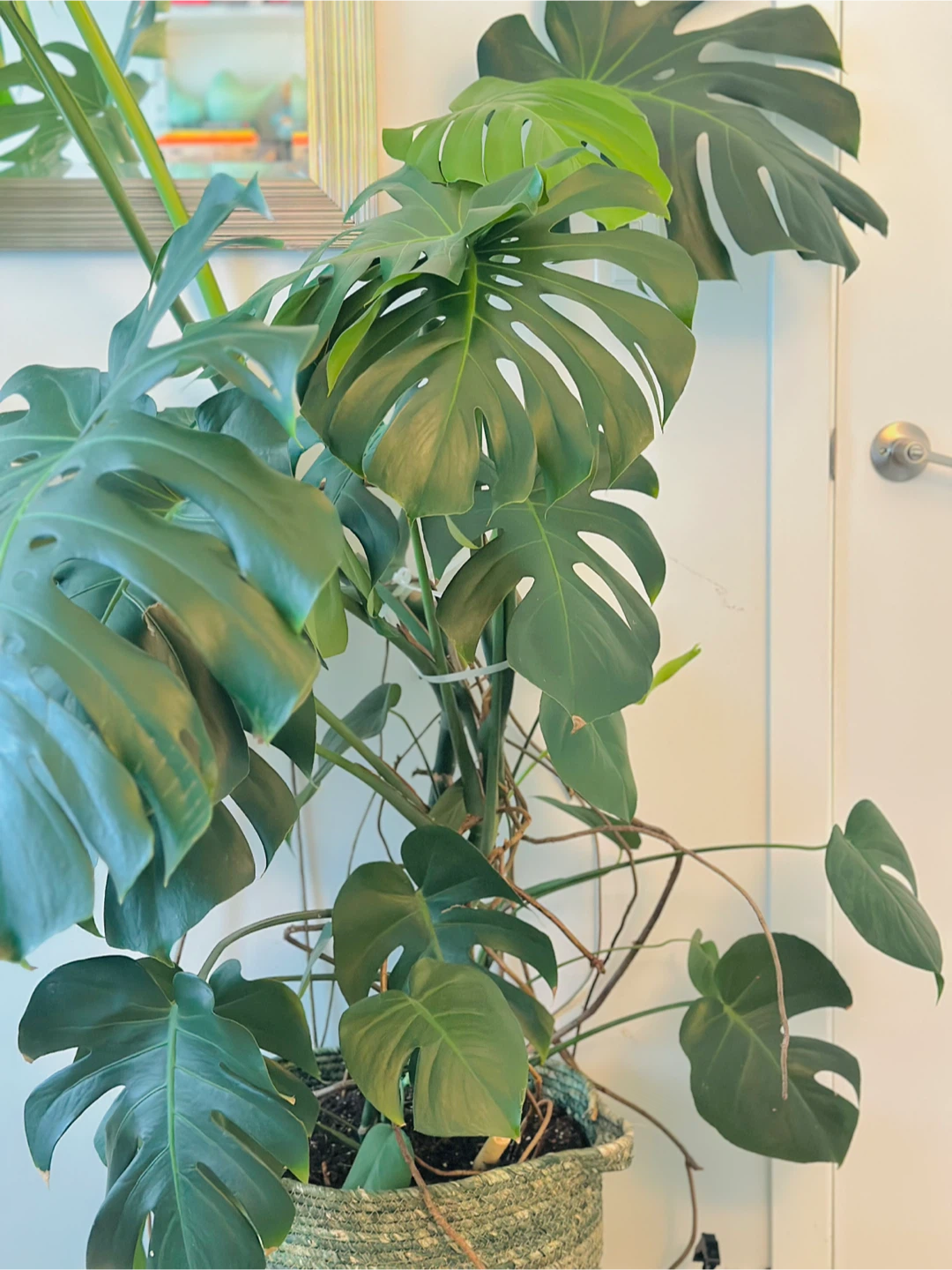 Large Monstera Plant - photo 4