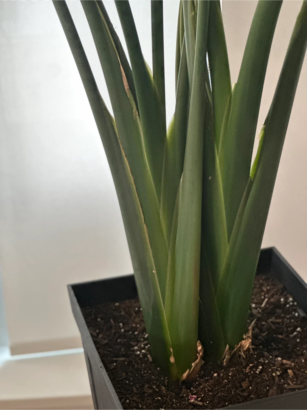 Huge Bird of Paradise Plant - photo 3