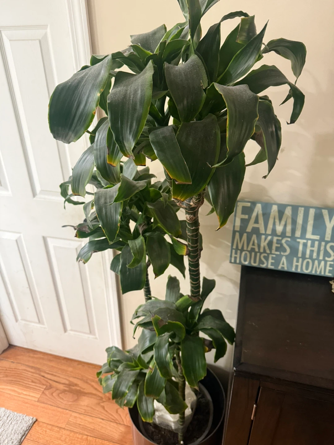Dracaena Corn Plant
