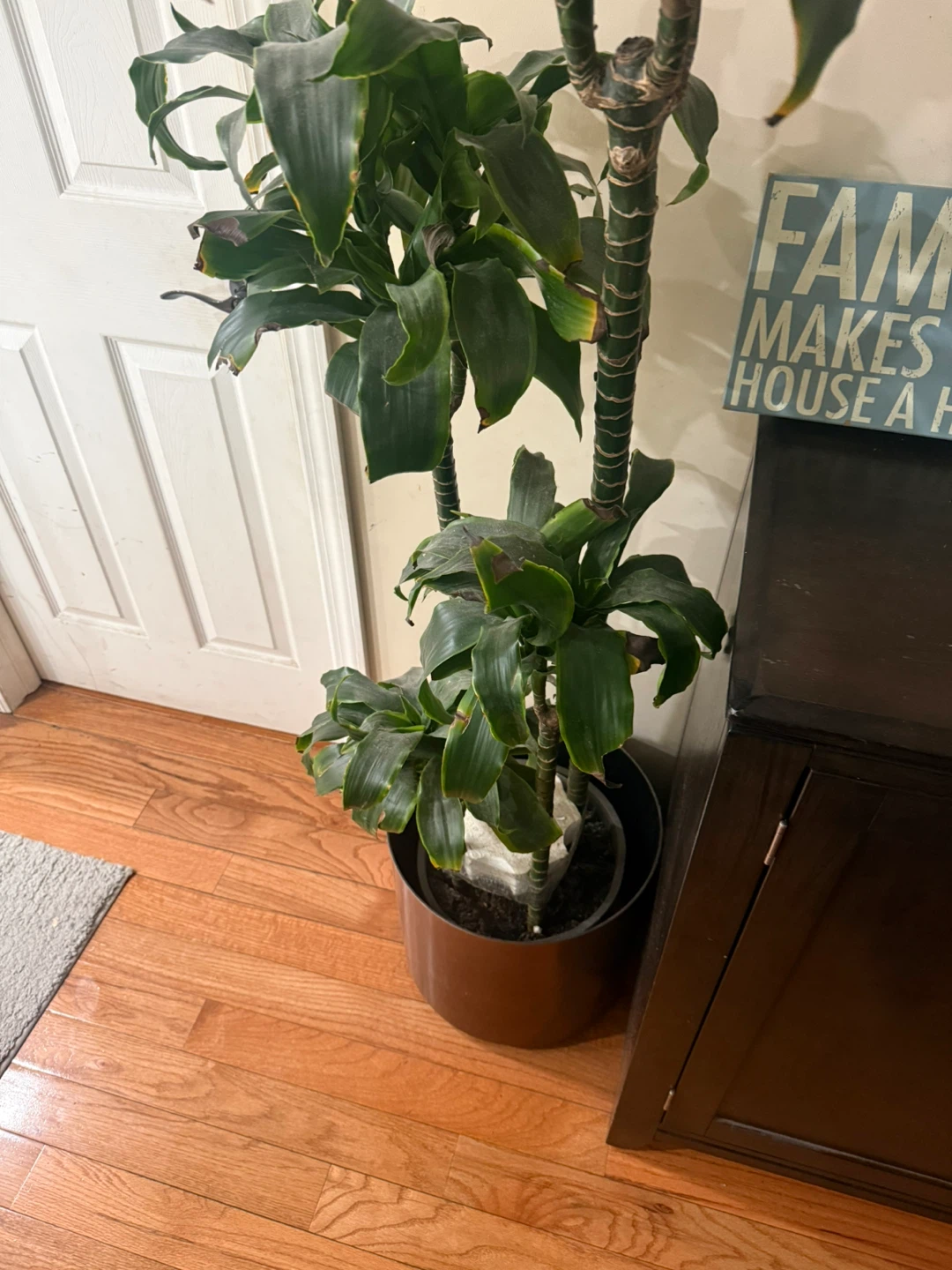 Dracaena Corn Plant - photo 2