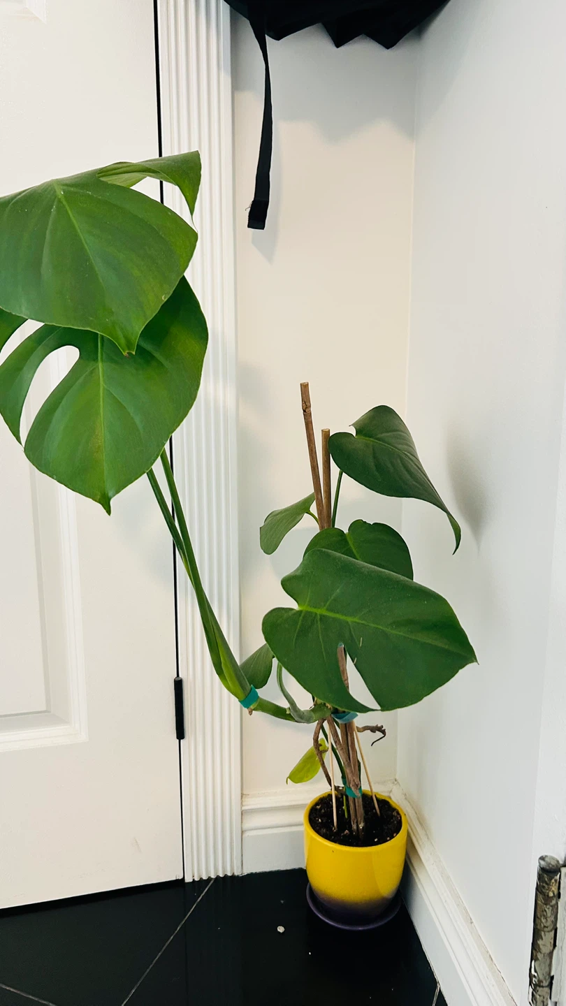 Monstera Deliciosa Houseplant in Yellow Pot