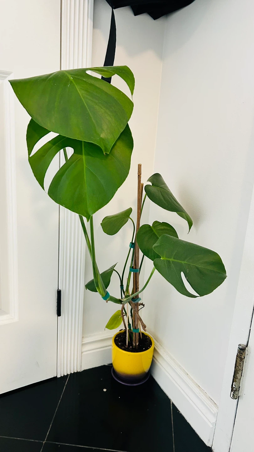 Monstera Deliciosa Houseplant in Yellow Pot - photo 2