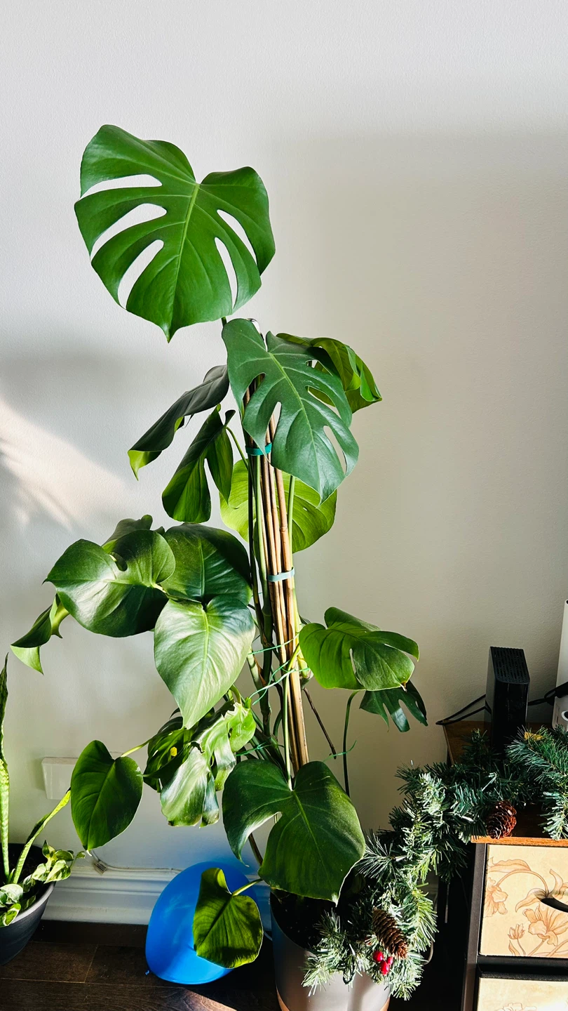 Large Monstera Plant - photo 2