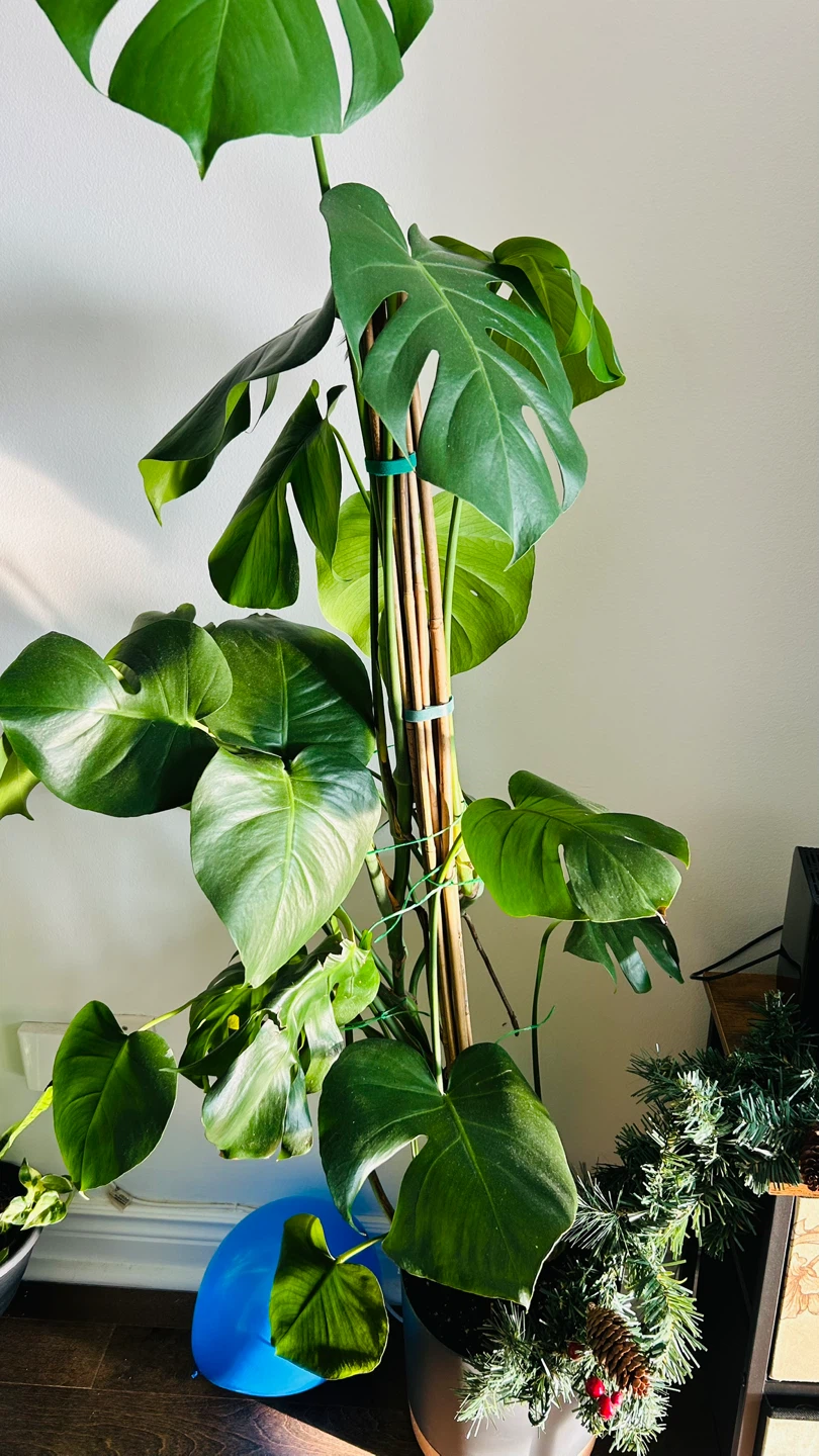 Large Monstera Plant