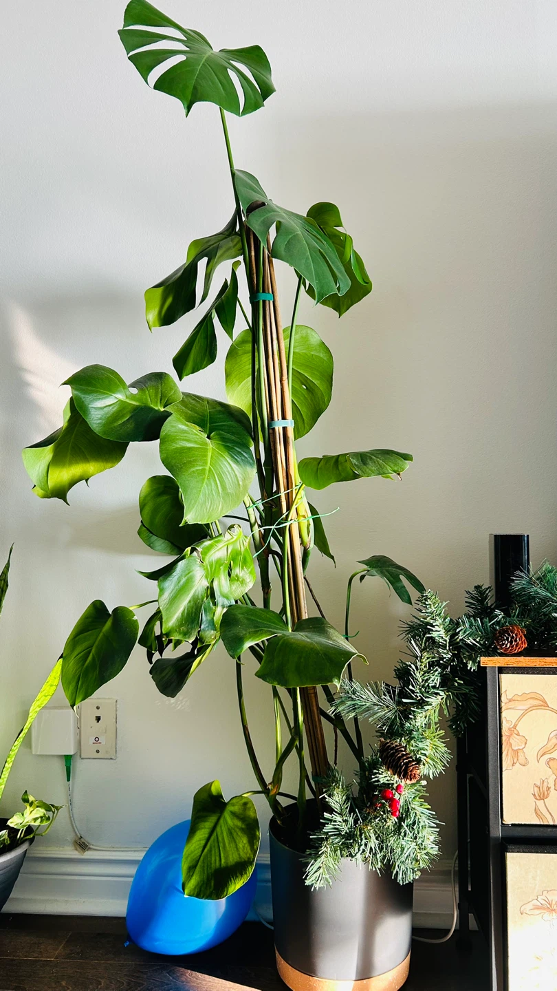 Large Monstera Plant - photo 3