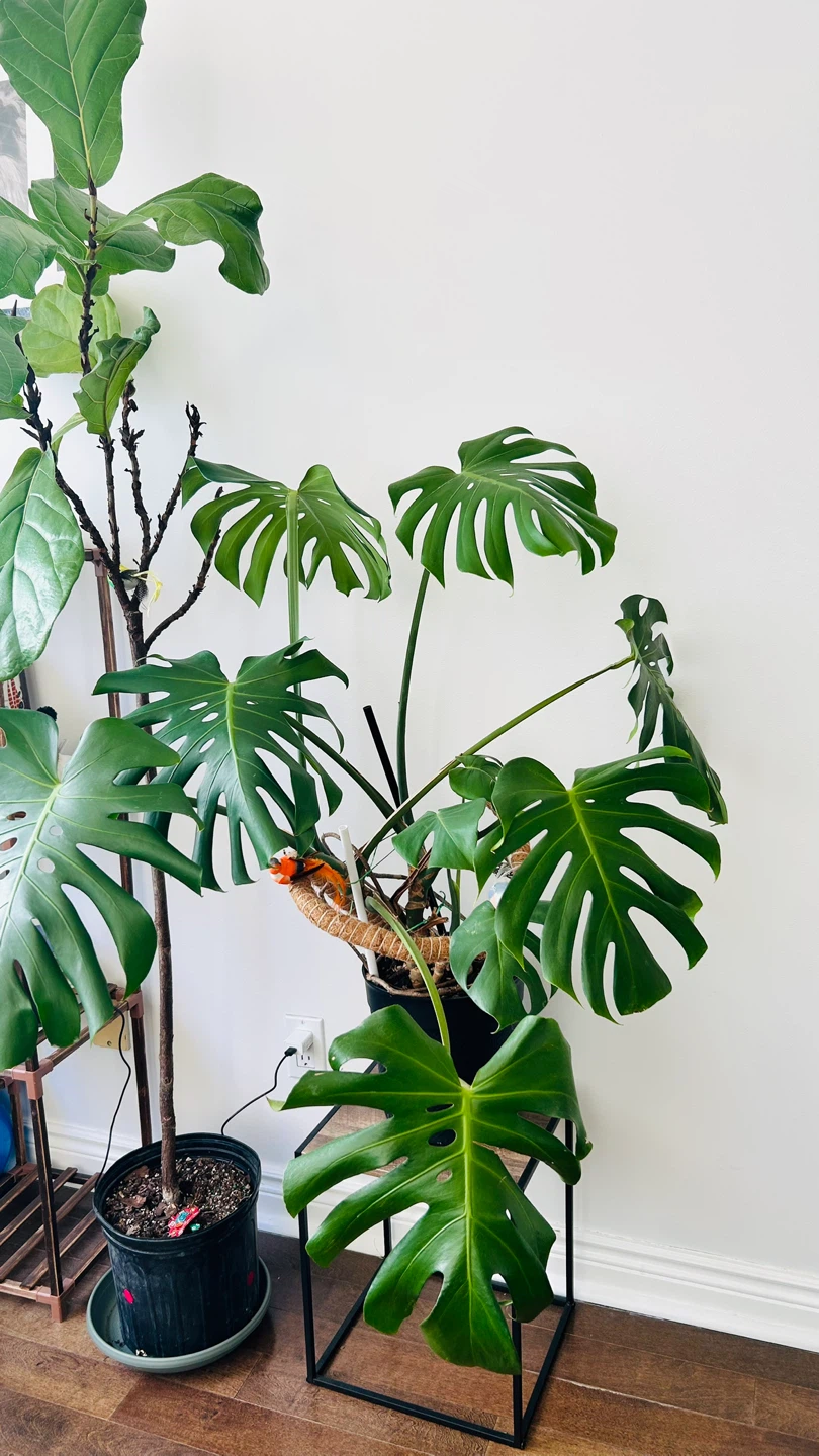 Monstera Deliciosa Plant